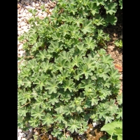 Alchemilla Vetteri (fam. Rosacees) (01)